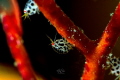   M.A.T.R.I.X Lately find photographing Ladybugs very addictive. M.A.T.R.I.X: MATRIX: X: addictive  